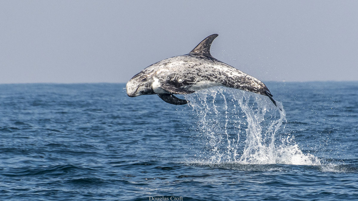 Photo of a leaping Risso's dolphin, by Douglas Croft
