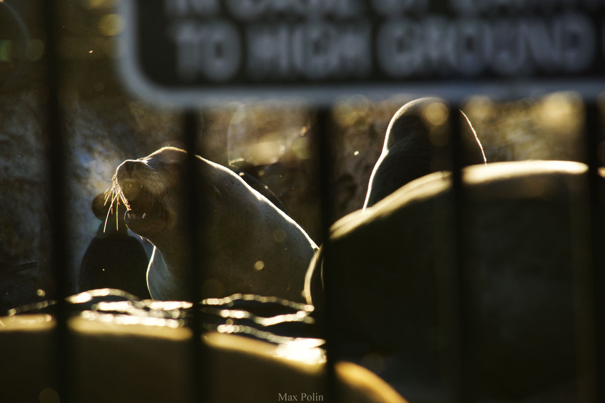 Photo of a barking sea lion, by Max Polin