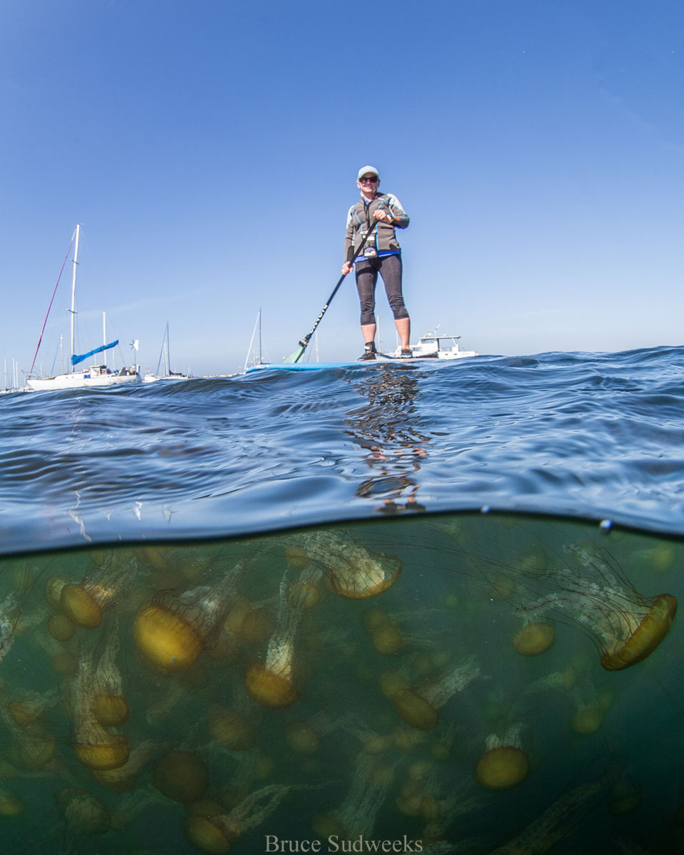 Photo of a paddle boarding, showing the water underneath full of jellies, by Bruce Sudweeks