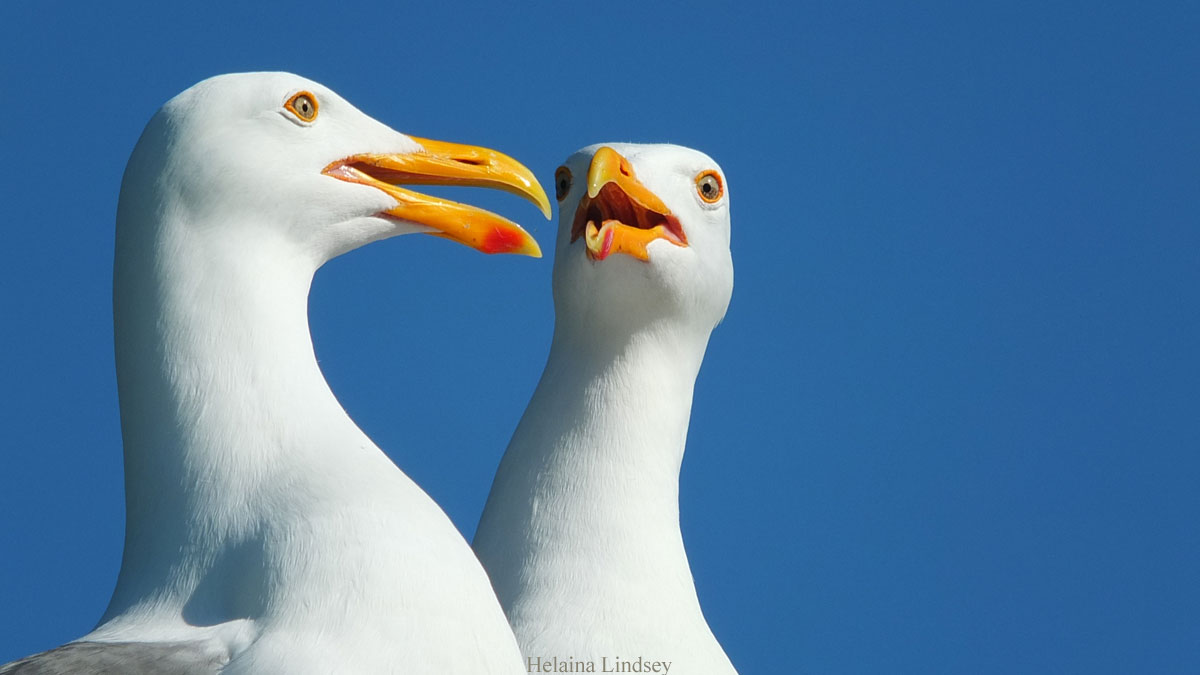 Photo of two gulls, by Helaina Lindsey