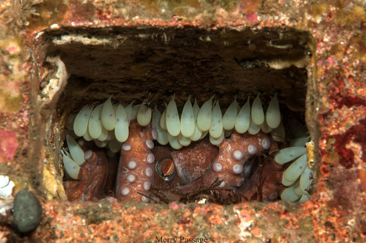 Photo of an octopus with its eggs, inside a small opening, by Merry Passage