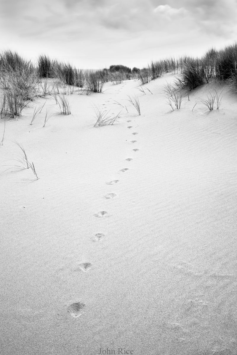 Photo of animal prints leading up a sand dune, in black and white,  by John Rice