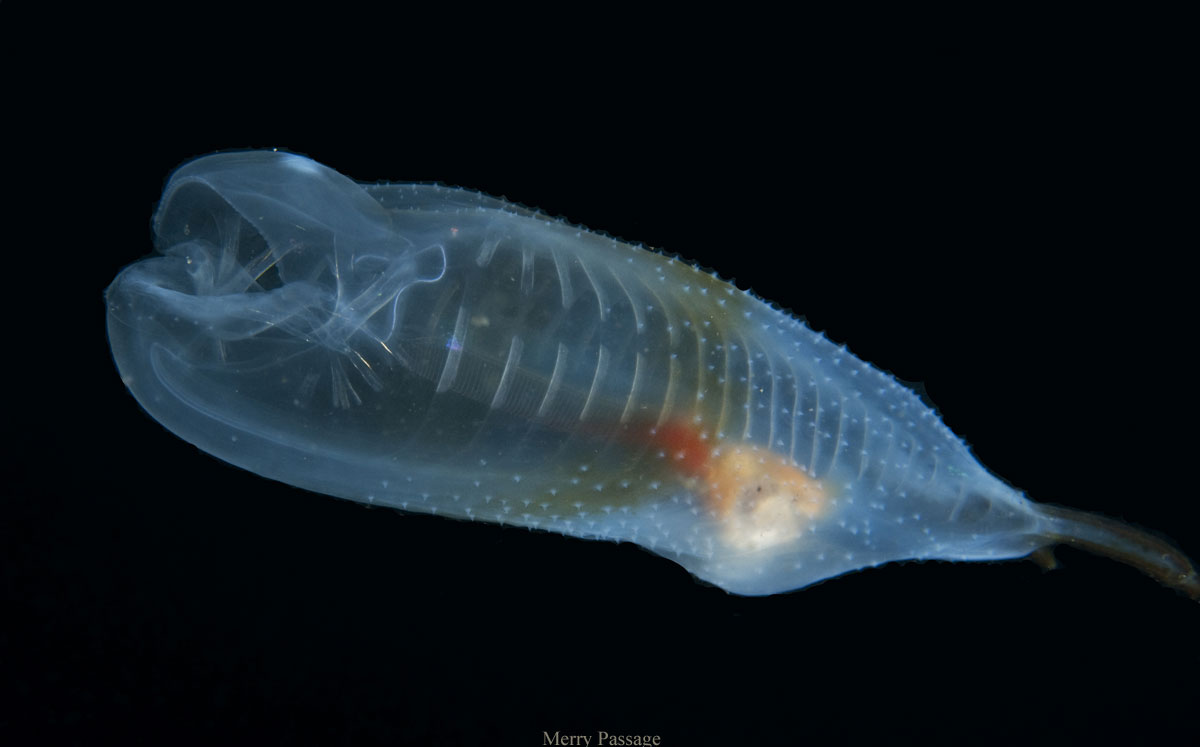 Photo of a salp underwater, by Merry Passage