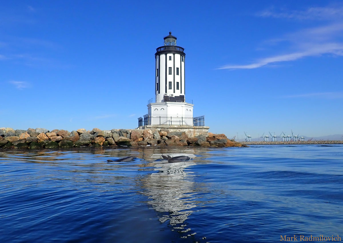 Dolphins swimming in front of Angel's Gate Lighthouse in San Pedro, California