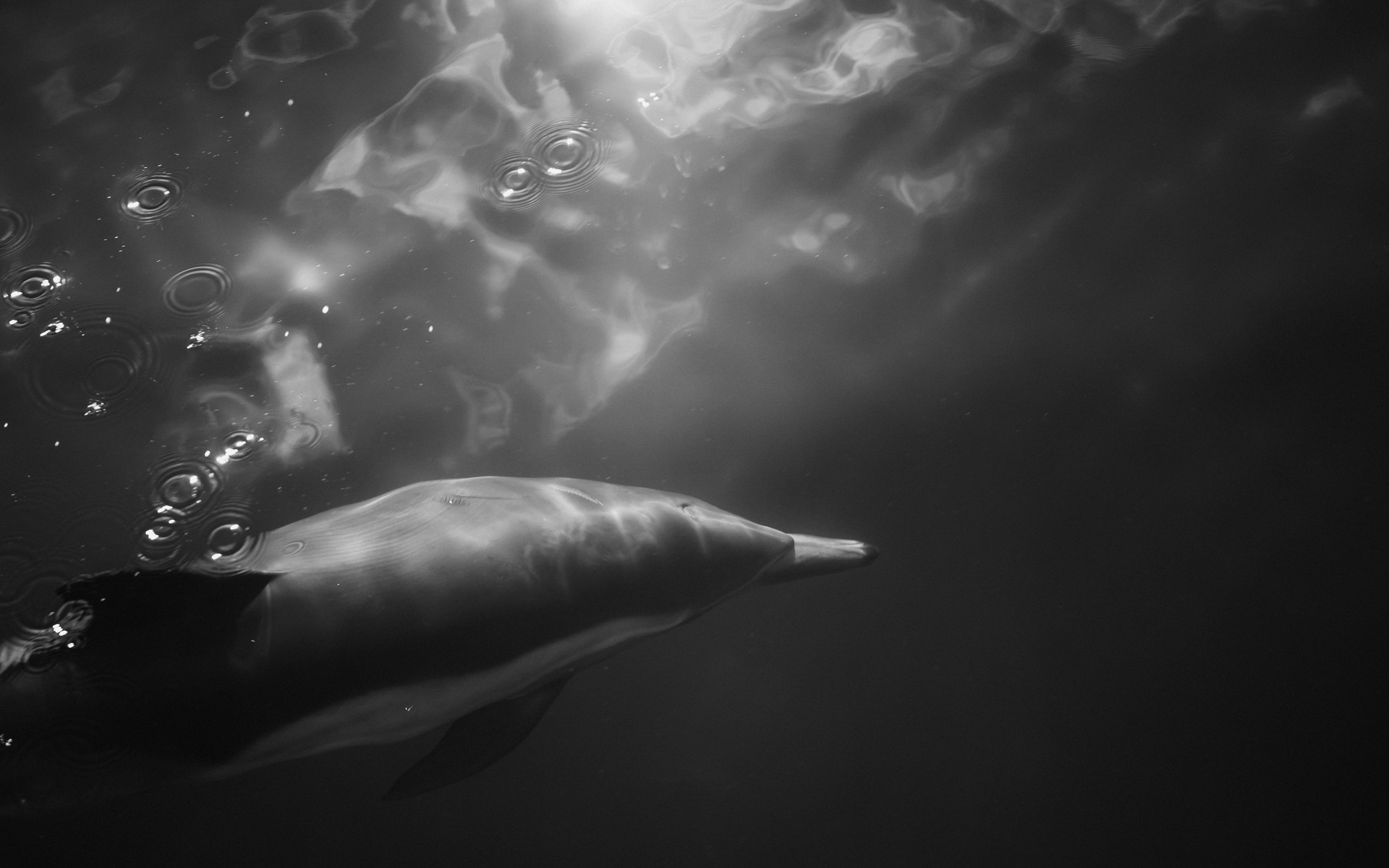 seen from above, a dolphin swims among bubbles