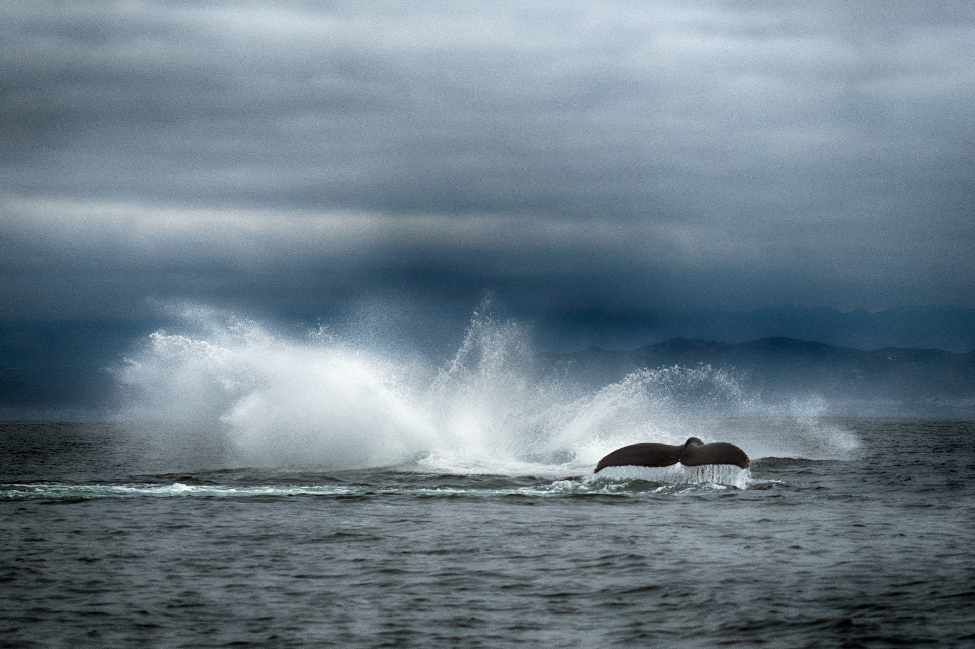 a splash from a whale that has just gone under while a tail of another whale descends under the water