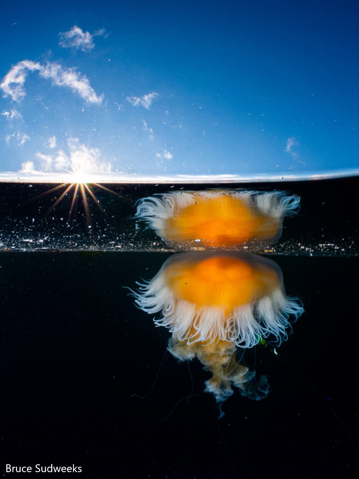 Egg Yoke jelly seen from below the surface of the water, at sunset