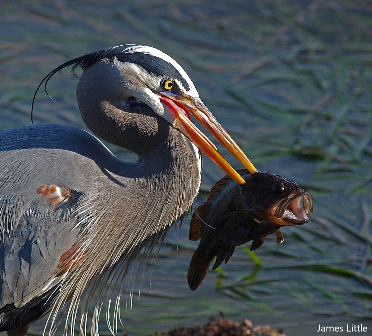 a heron has speared a fish with it's beak