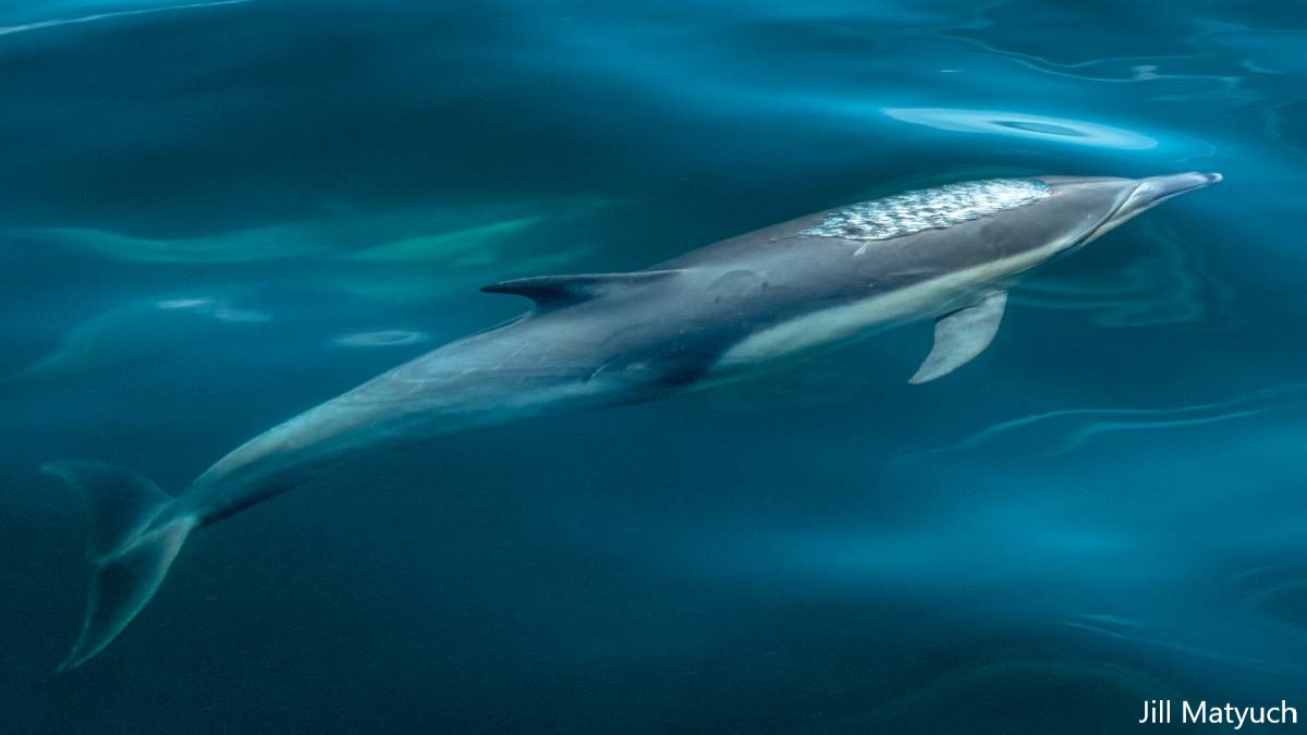 A common dolphin approaches the bow of the boat. As it surfaces, the dolphin and its exhale (in the form of bubbles) are visible in the crystal clear water off of Crystal Cove Beach
