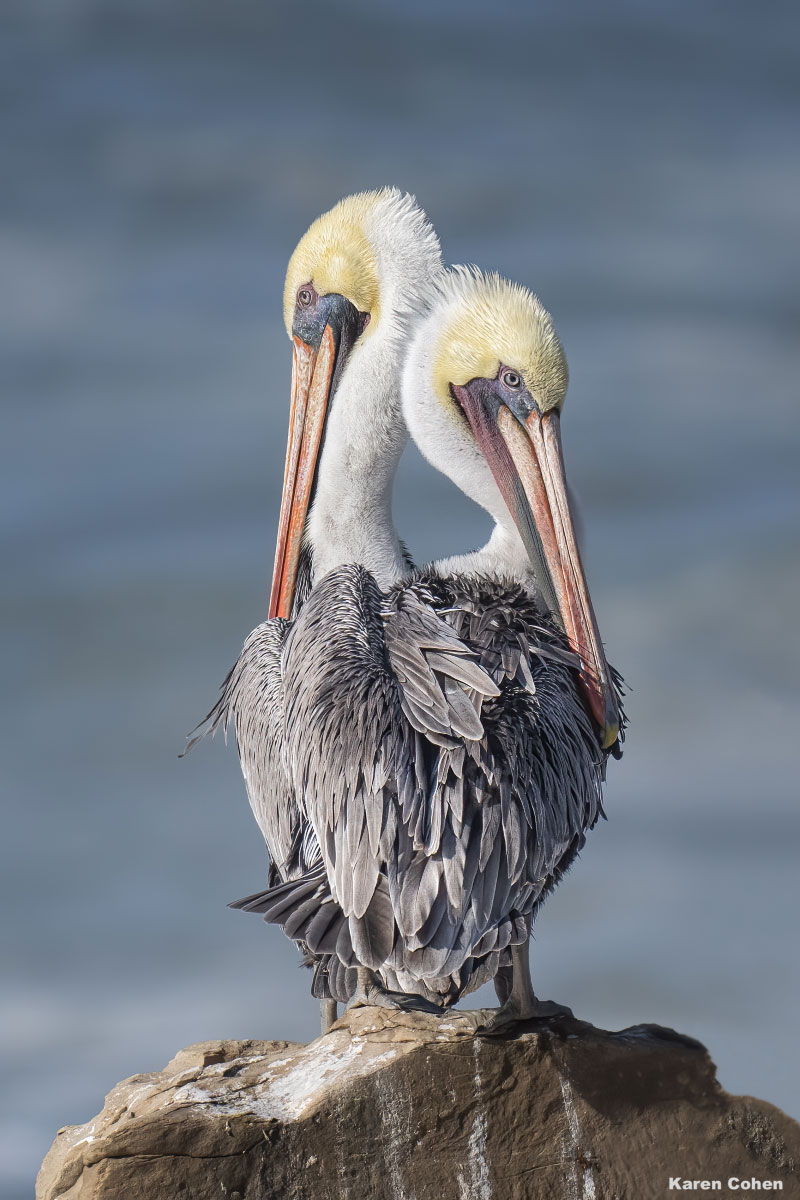 Two male brown pelicans in full breeding plumage share mutual grooming on a rock above the ocean