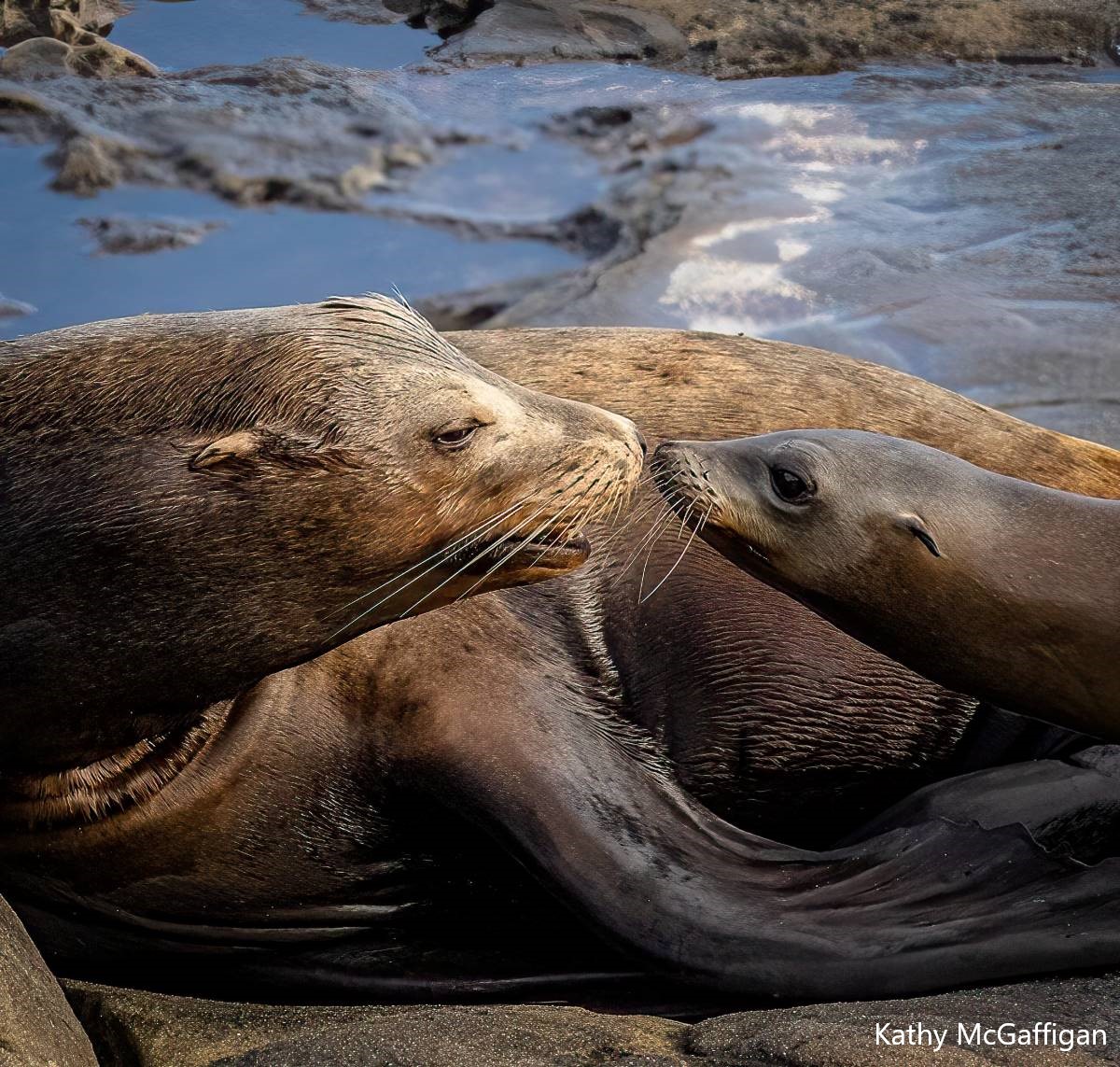 Mother and pup sea lion touch noses
