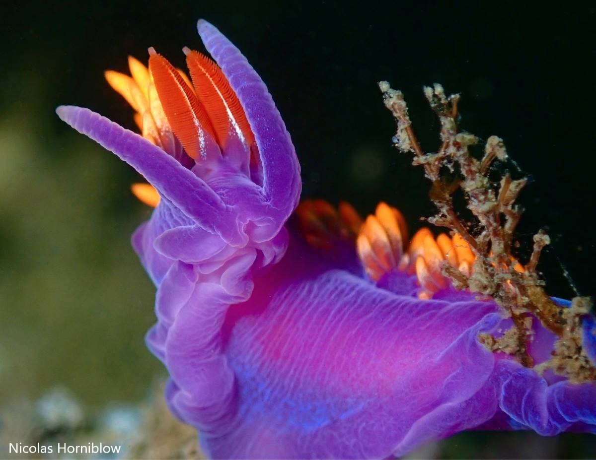 A Spanish Shawl Nudibranch holds on to its recently consumed hydroid in the surf zone