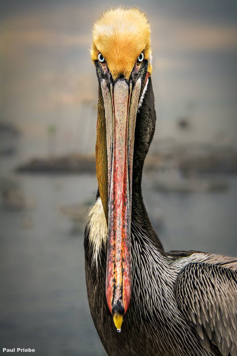 a pelican, photo taken head on