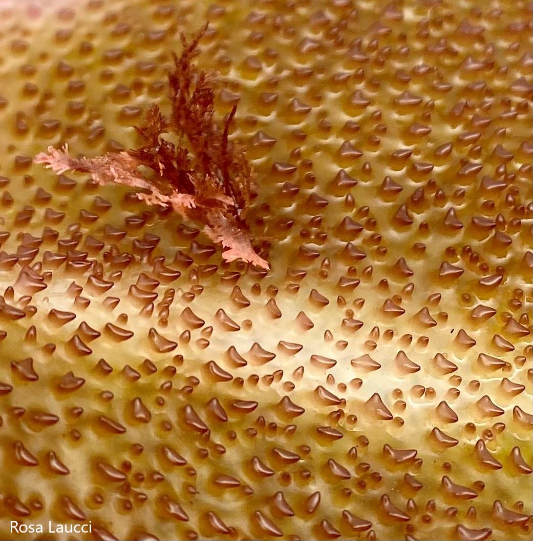 Macro shot of the texture of a Turkish Towel blade with a little red seaweed epiphyte