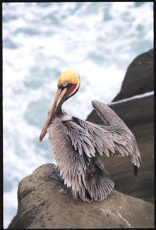 pelican.jpg (22983 bytes)