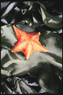 starfish.jpg (24334 bytes)