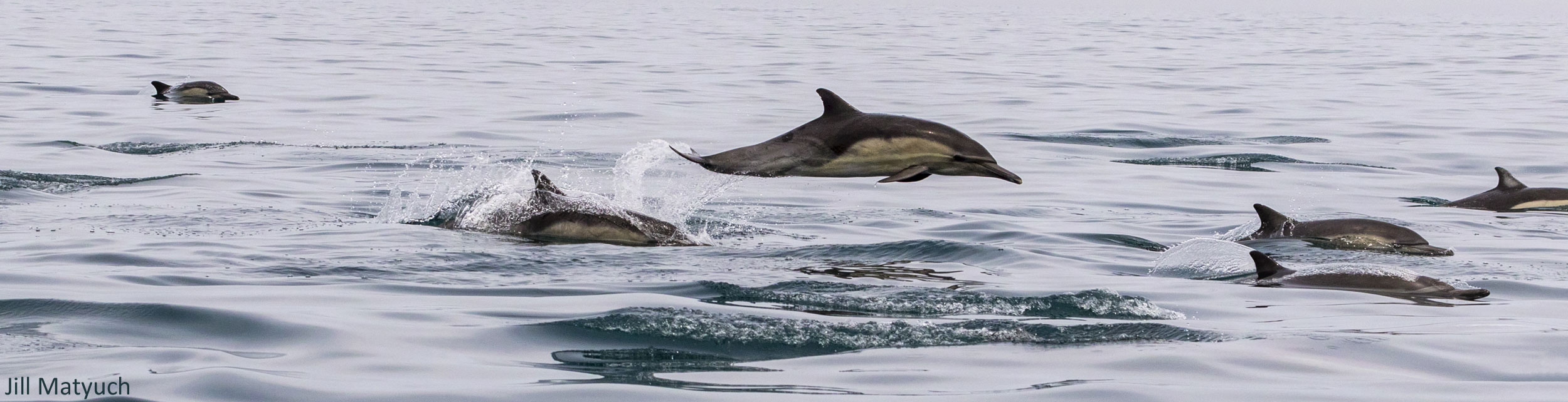 Swimming dolphins off Newport Beach, by Jill Matyuch
