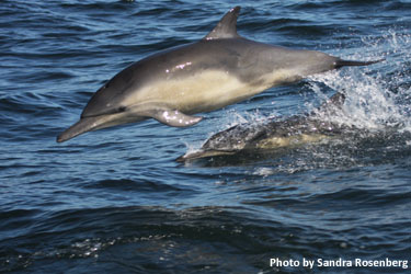 Photo of dolphins by Sandra Rosenberg