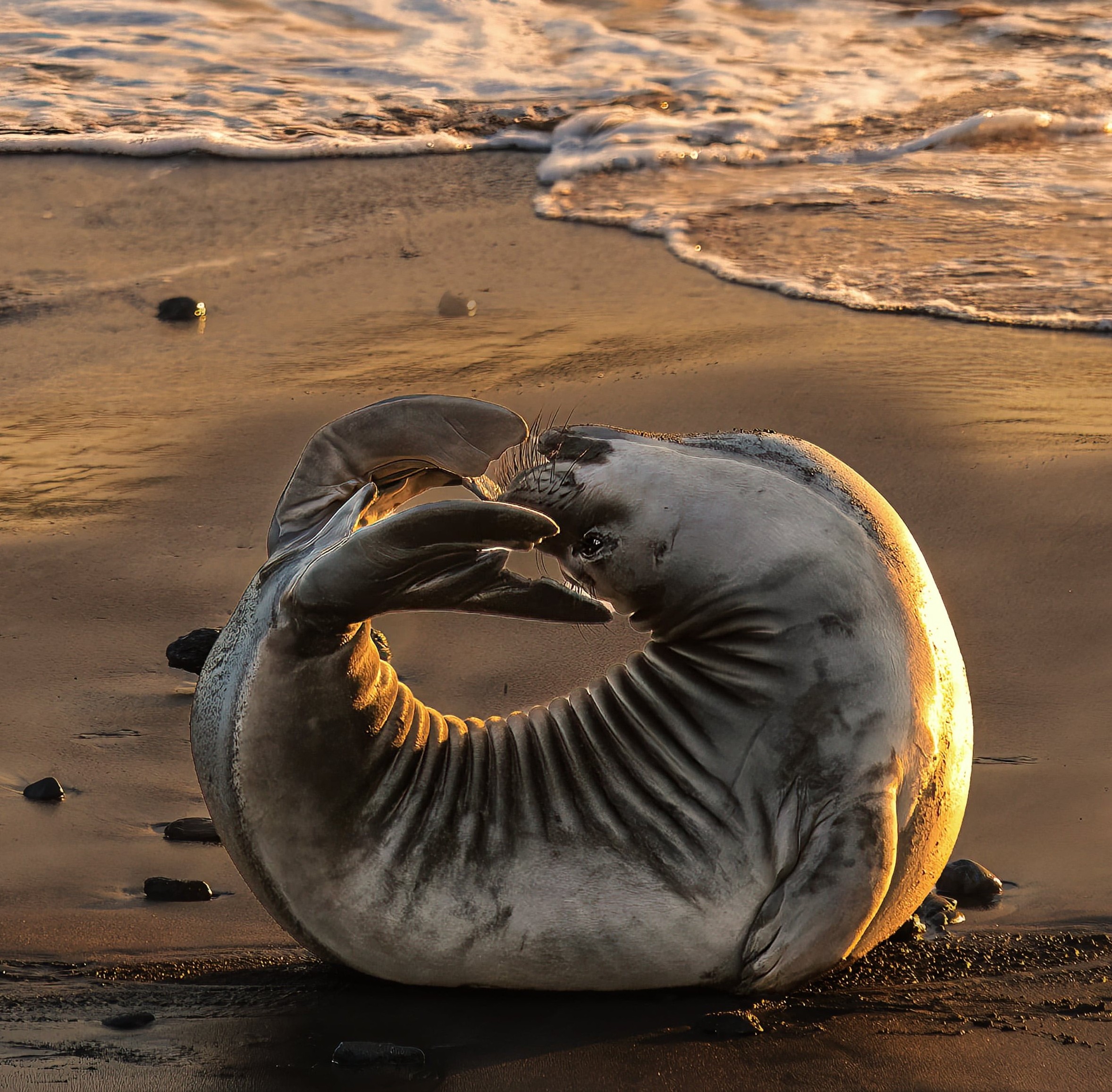 An elephant seal pup curves its body into a circle, by Annick Loomis