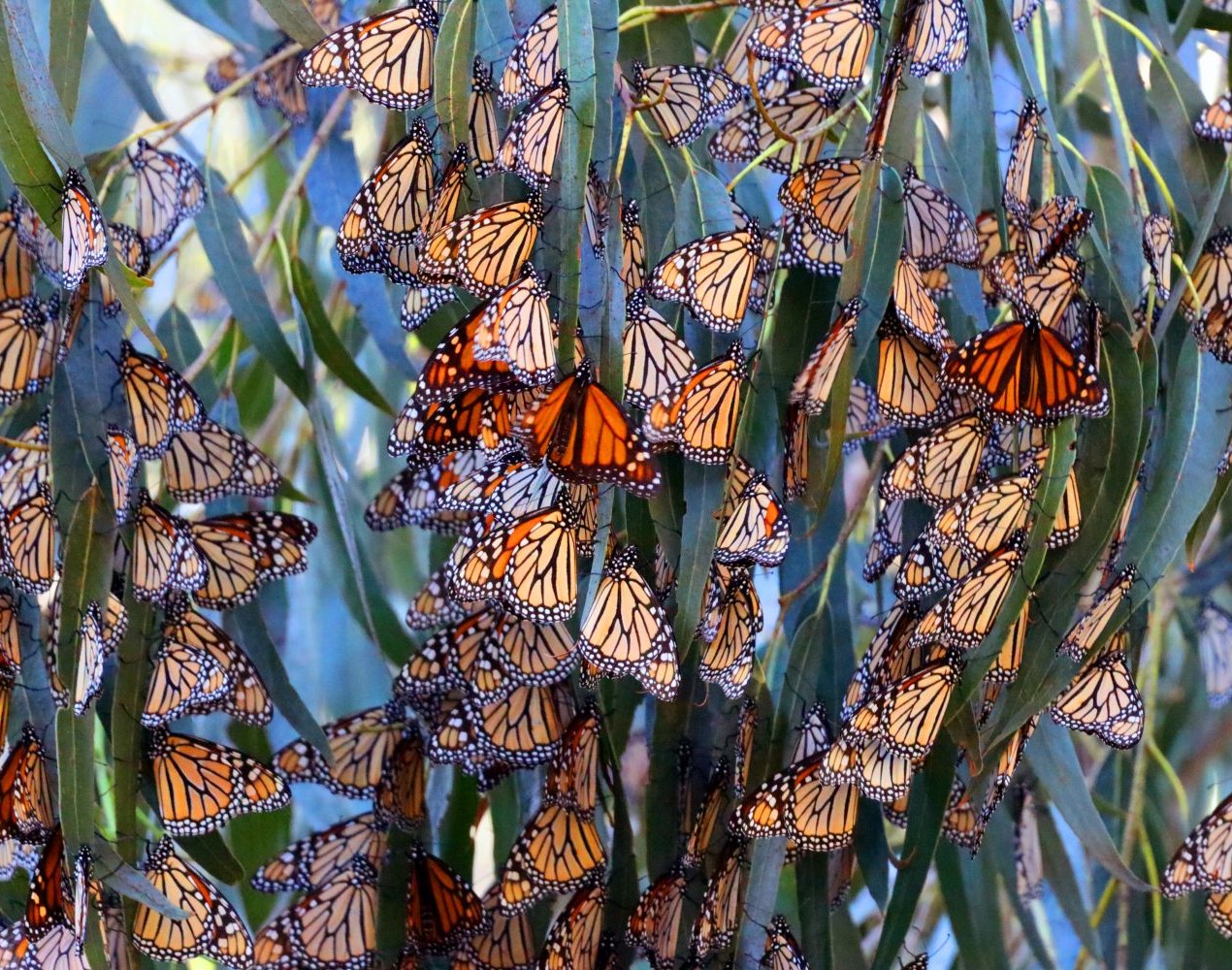 Many monarch butterflies hang from a tree, by Julie Freedman