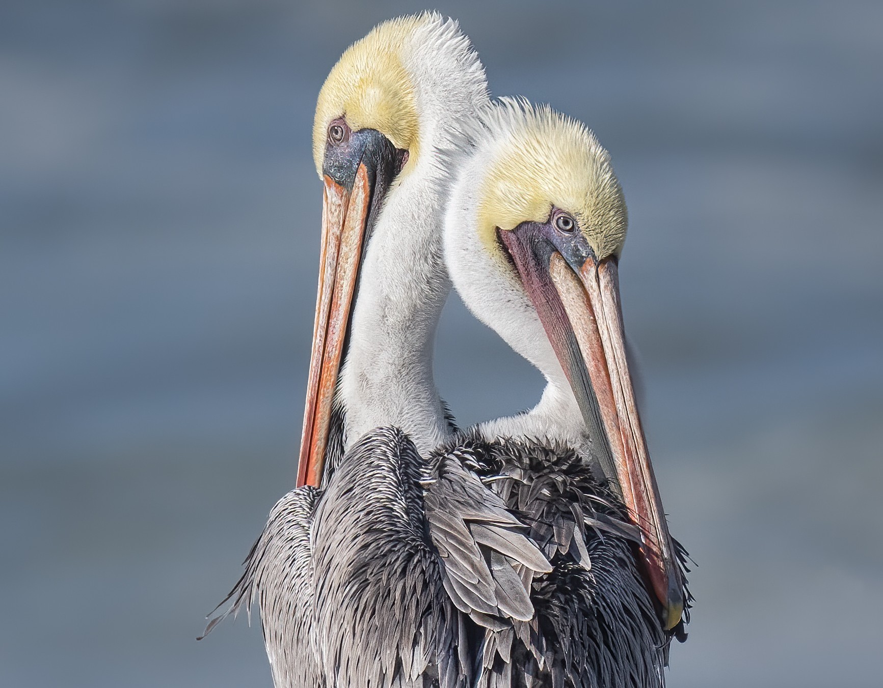Two pelicans stand together, by Karen Cohen