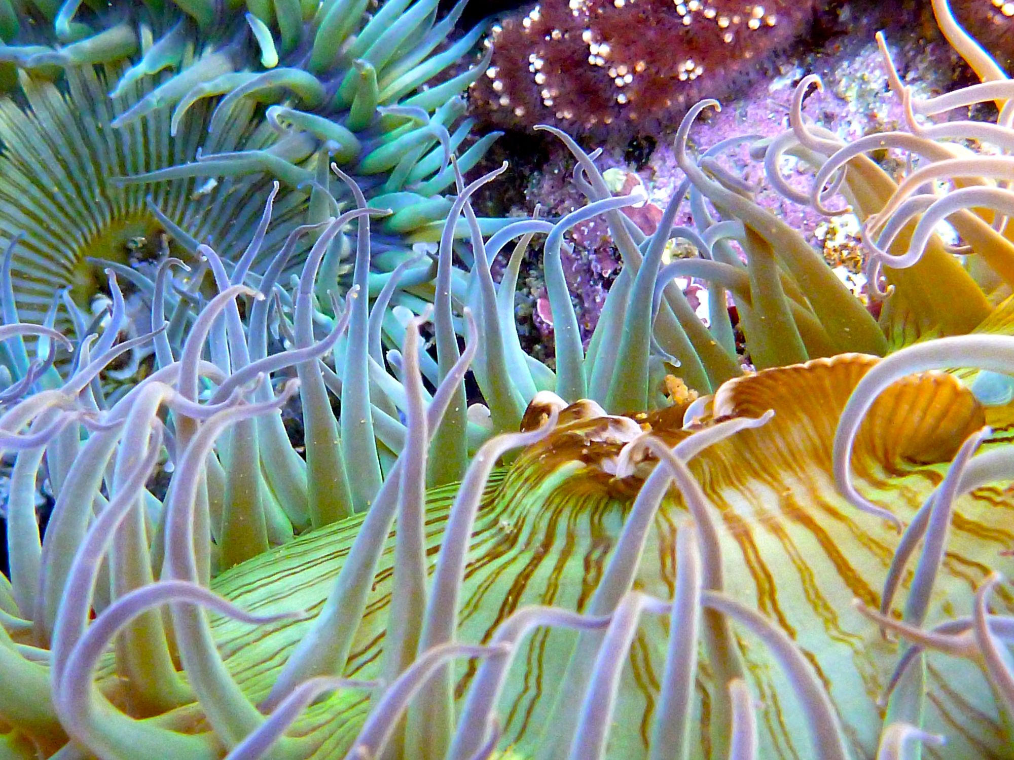 Colorful anemones, by Patsee Ober