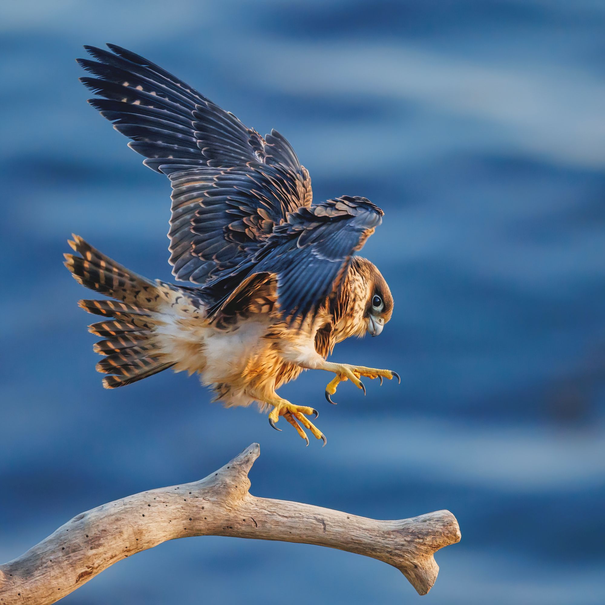 A peregrine falcon about to land on a branch, by Robin Riggs
