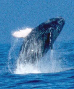 Photo of humpback whale jumping out of the ocean was taken by Larry Wan.