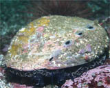 Red Abalone