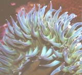 Sea Anemone