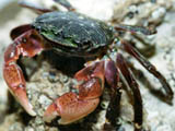 Striped Shore Crab