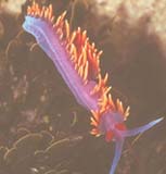 Nudibranch