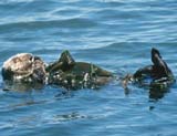 Southern Sea Otter