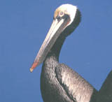 Brown Pelican