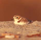 Western Snowy Plover