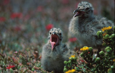 Western Gull Chicks, Anacapa Island, by Chuck Graham