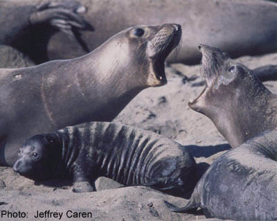 Elephant Seals at Piedras Blancas, by Jeffrey Caren