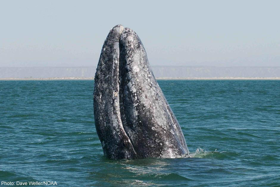 Learn more about Gray Whales!