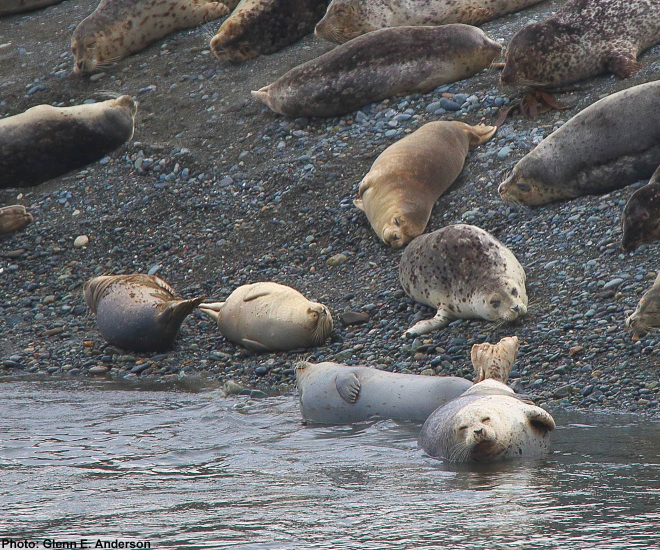 Learn more about Harbor Seals!