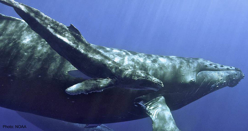 Learn more about Humpback Whales!