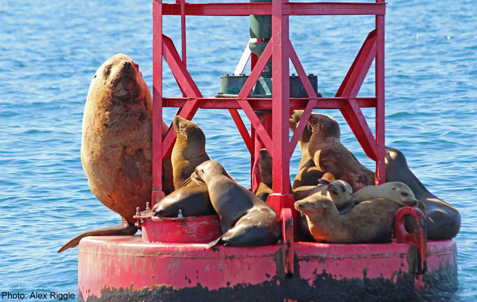 Learn more about Sea Lions!