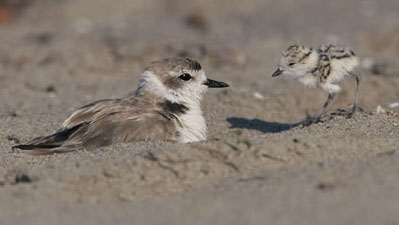 Western Snowy Plovers, Coal Oil Point, Santa Barbara County, by Chuck Graham