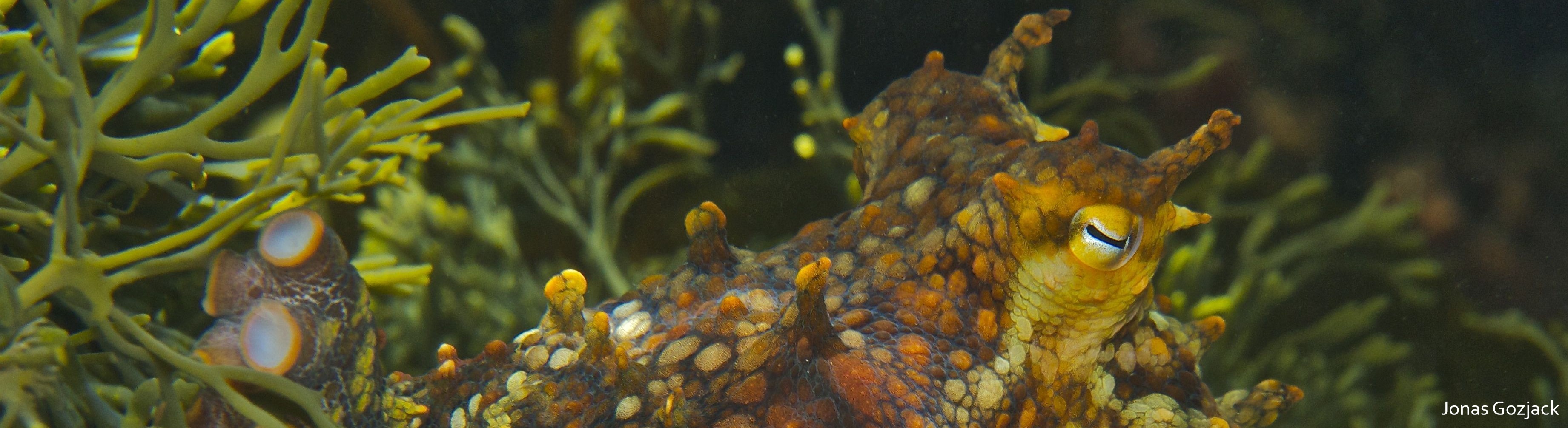 The Coastal Act 50th anniversary logo is atop a photo of children running along the beach at sunset