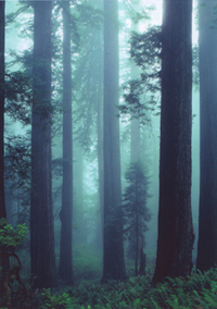 Trees in the Mist, Del Norte Coast, © Raymond Botello, Jr.
