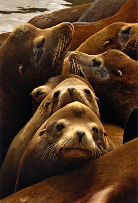 Photo of sea lions at Moss Landing, by Stacy Boorn