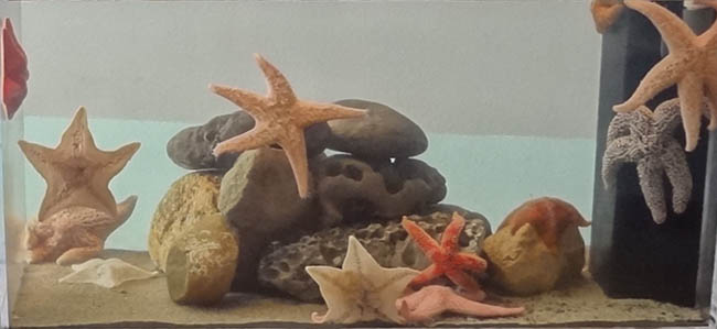 Touch tank with sea stars
