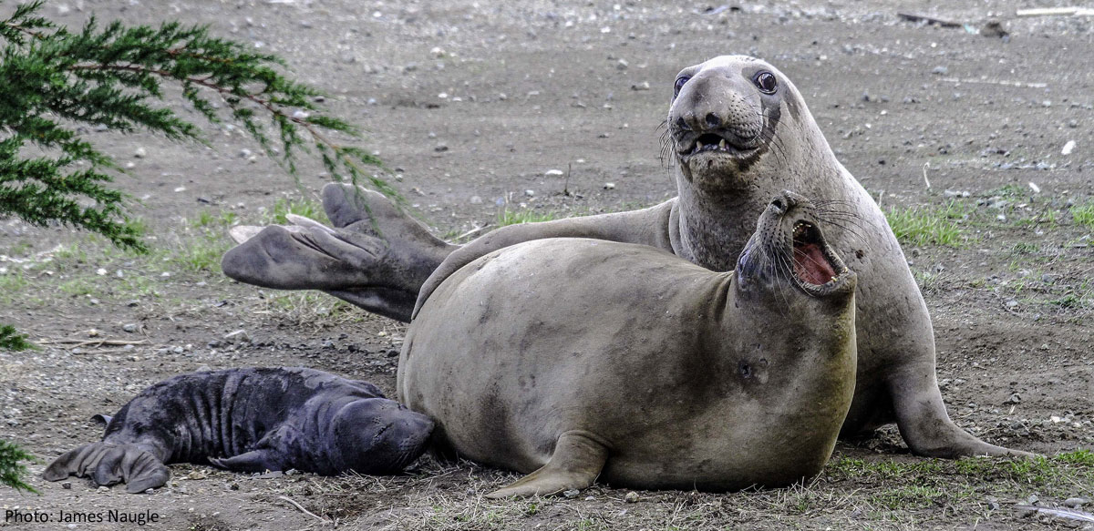 Photo of elephant seals, by James Naugle