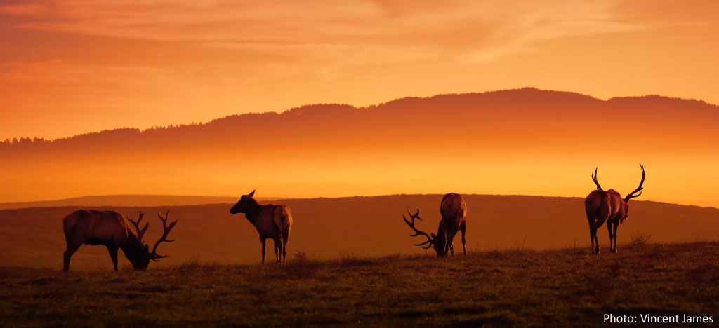 Photo of Tule Elk at sunset, by Vincent James