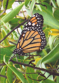 Monarch Butterfly, Pacific Grove Coast, by Aaron Lindvall