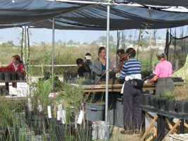 Volunteers working in native plant nursery